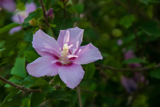 木槿花