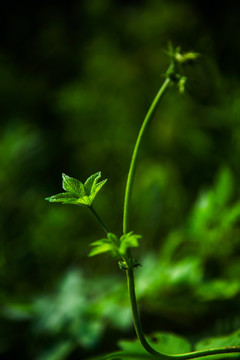 绿色植物