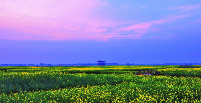 兴华千岛油菜花