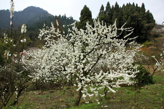 李花满树