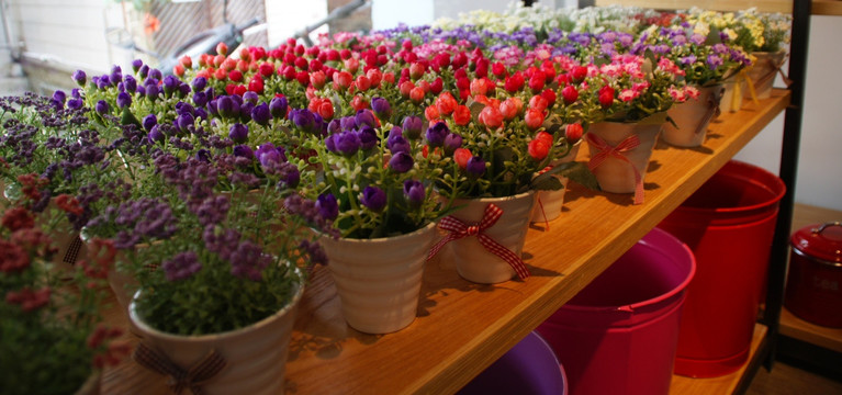 郁金香花盆