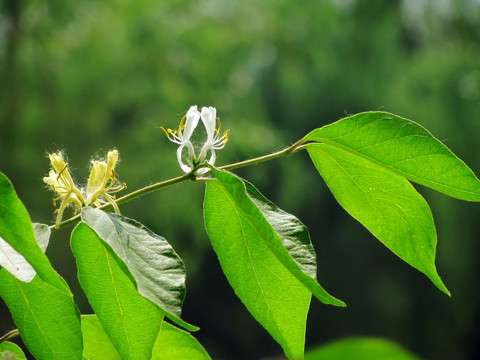 中药 金银花 花卉