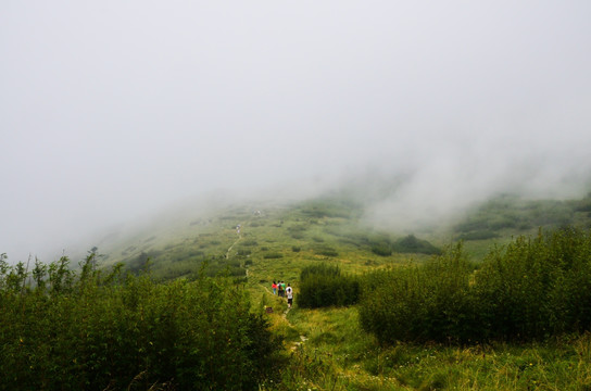 高山草甸