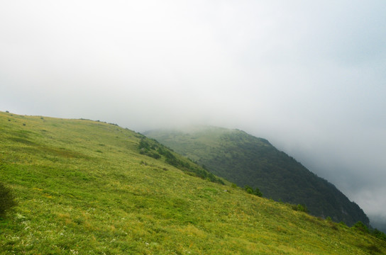 高山草甸