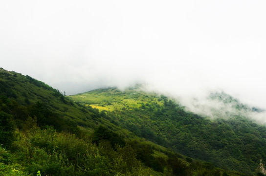 高山草甸