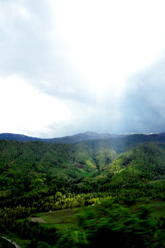 新疆风光 森林