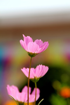 格桑花 波斯菊