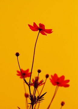 金鸡菊 花卉