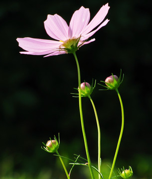 格桑花 波斯菊