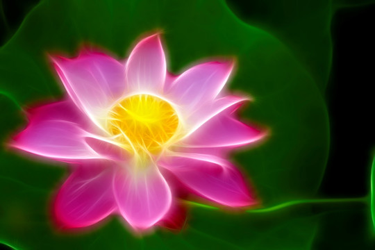 荷花 亭亭玉立 無(wú)框畫(huà)