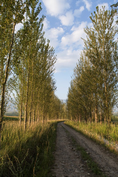 土路  树林