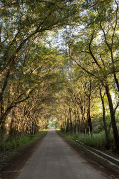 林荫 道路