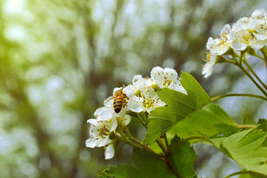 阳光下的蜜蜂