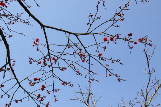 梅花枝