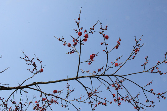 梅花枝