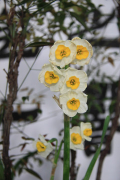 水仙花