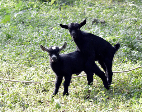小羊羔学习交配