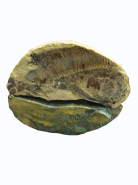 鱼化石    海洋生物化石