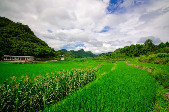 乡村田野