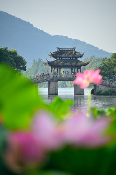 曲院风荷 小桥 荷花