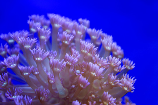 珊瑚虫