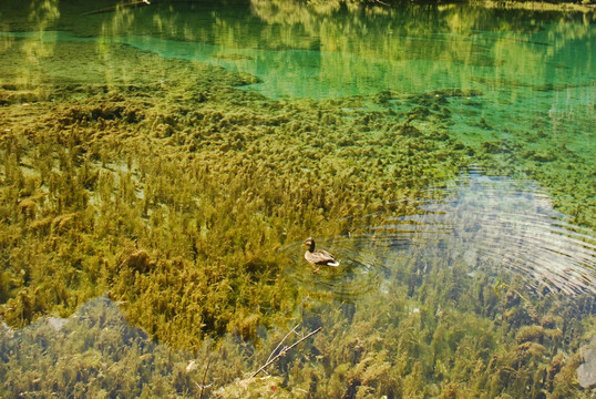 芳草海