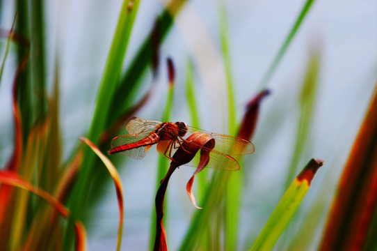水草上的蜻蜓