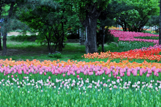 郁金香花海