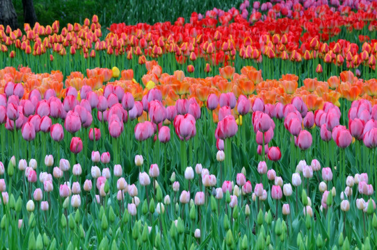 郁金香花海