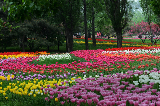 郁金香花海