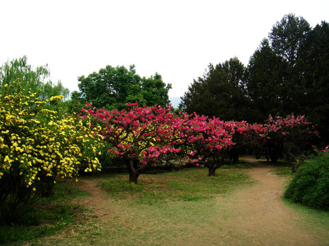 桃花树