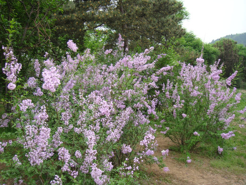 丁香花丛