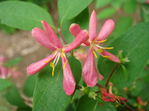 粉海仙花