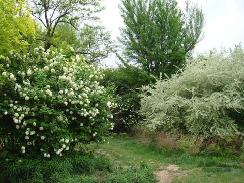 琼花树丛