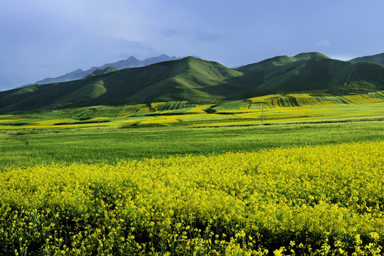 田园油菜花海（高像素）