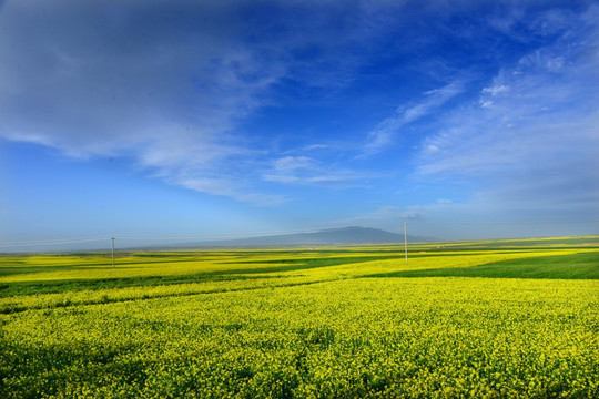 油菜花海（高像素）