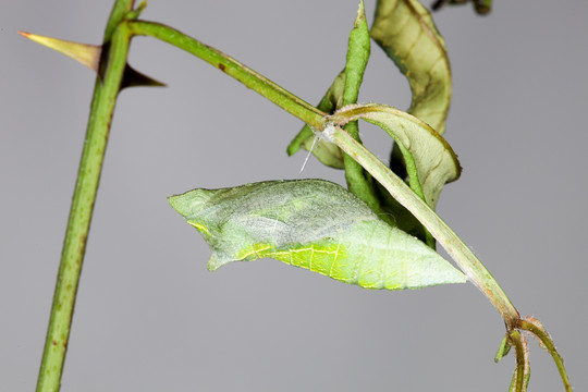 蝴蝶虫蛹 凤蝶虫蛹