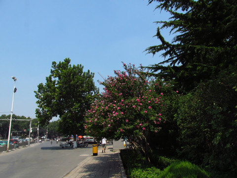 城市绿化 木槿花