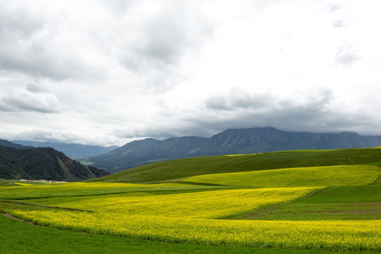 青海祁连山草原