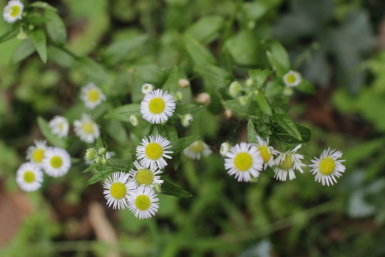 野菊花