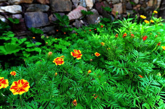 林州屋脊山 花