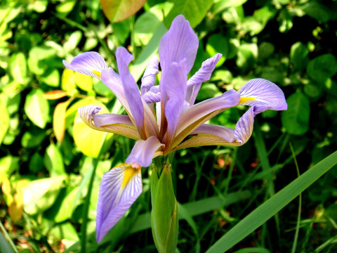 紫色鸢尾草