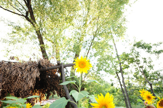 林州屋脊山 向日葵