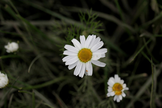 雏菊