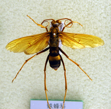 马蜂标本