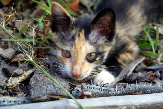 小猫咪