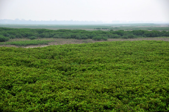 泉州洛阳江红树林