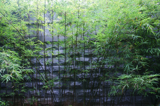 竹子背景 背景图片 竹子背景墙