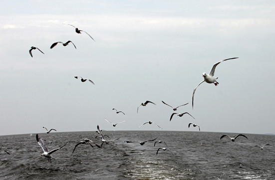 海鸥飞处浪花溅