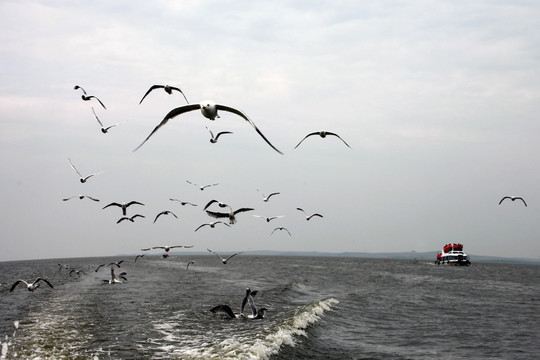 海鸥飞处浪花溅